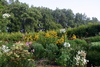 Biltmore_gardens18.jpg
