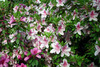 azalea_garden15.jpg