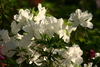 flowers16.jpg