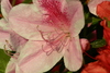 flowers42.jpg