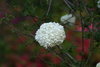 flowers61.jpg