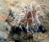 anemone1.jpg