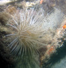 anemone4.jpg