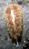 nudibranch1.jpg