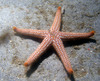 star_fish4.jpg