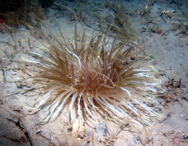 ../pictures/anemone5.jpg