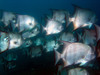 atlantic_space_fish10.jpg