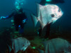 atlantic_space_fish21.jpg