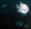 atlantic_space_fish3.jpg