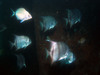 atlantic_space_fish4.jpg