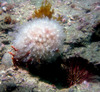 coral3.jpg