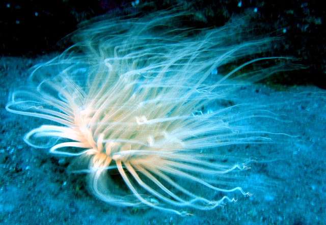 ../pictures/anemone2.jpg