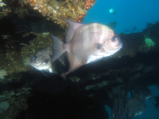 ../pictures/atlantic_space_fish6.jpg