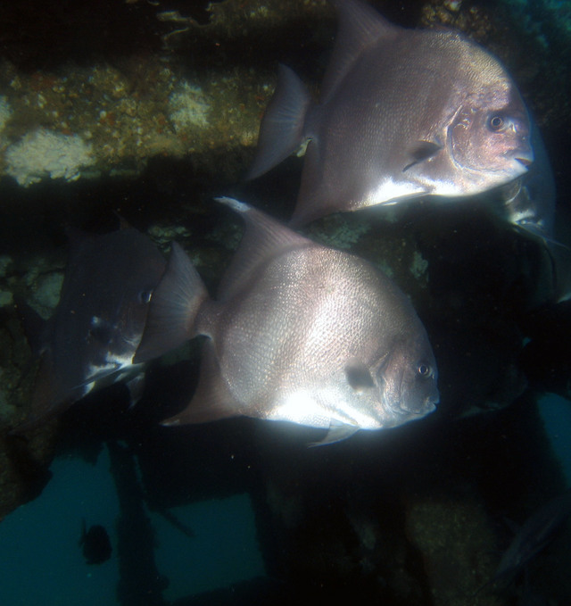 ../pictures/atlantic_space_fish7.jpg