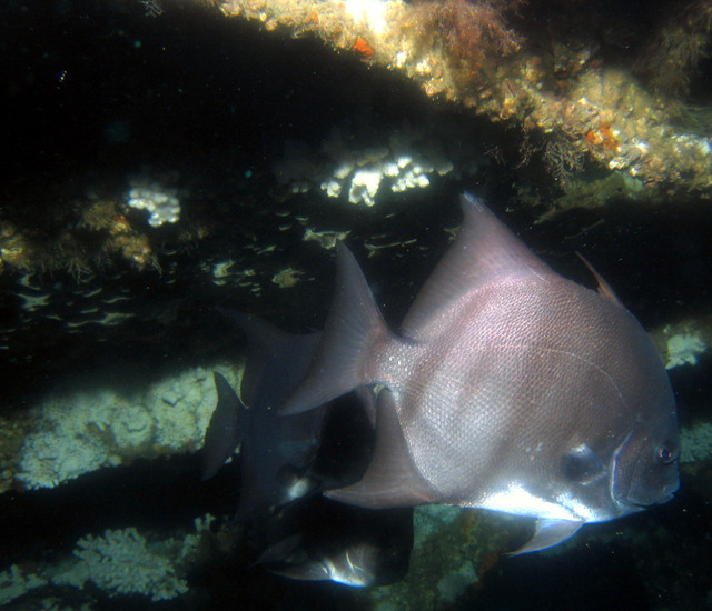 ../pictures/atlantic_space_fish8.jpg