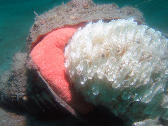 ../pictures/conch_laying_eggs2.jpg