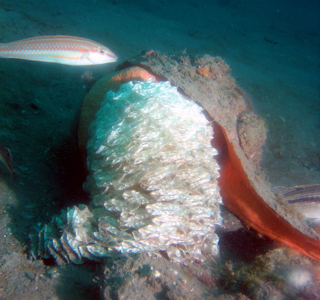 ../pictures/conch_laying_eggs4.jpg