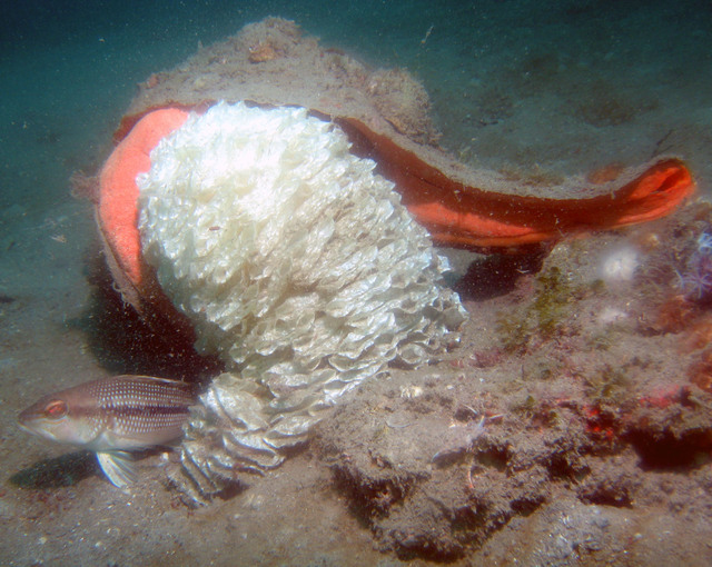 ../pictures/conch_laying_eggs5.jpg