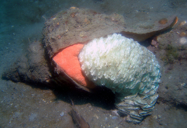 ../pictures/conch_laying_eggs7.jpg