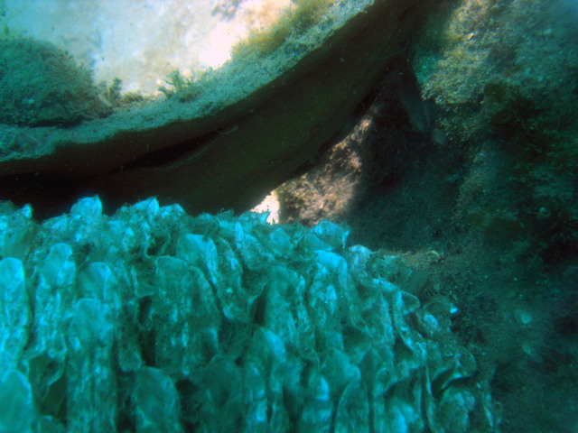../pictures/conch_laying_eggs9.jpg