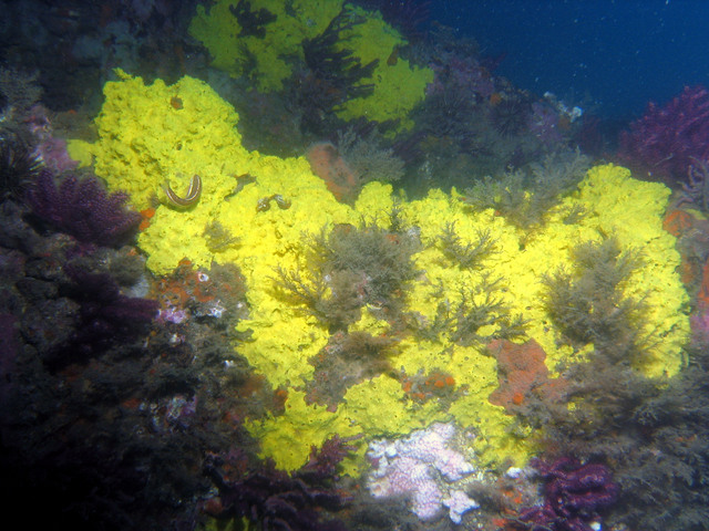 ../pictures/coral1.jpg