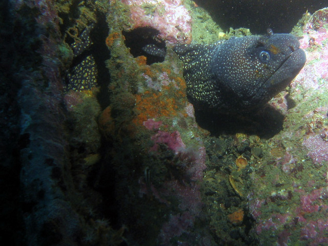 ../pictures/eel1.jpg