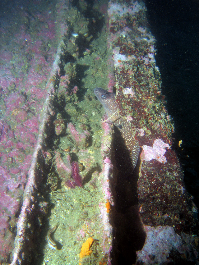 ../pictures/eel4.jpg