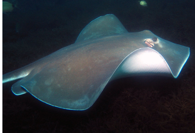../pictures/sting_ray2.jpg