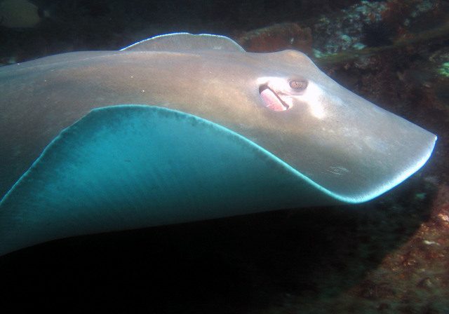 ../pictures/sting_ray3.jpg