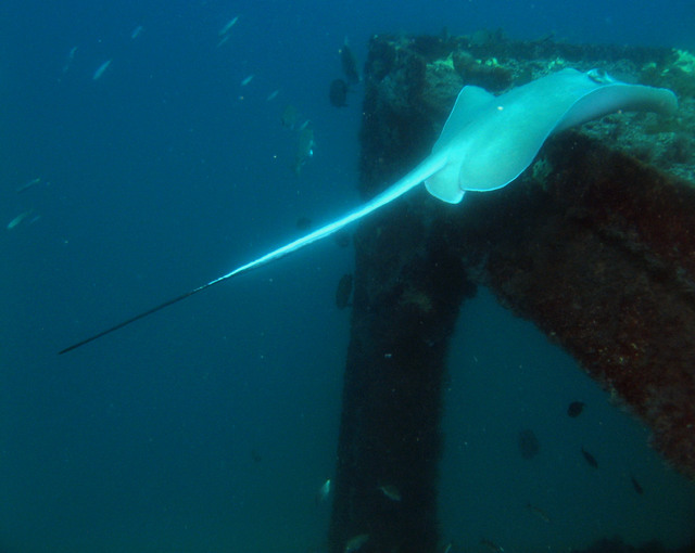 ../pictures/sting_ray4.jpg