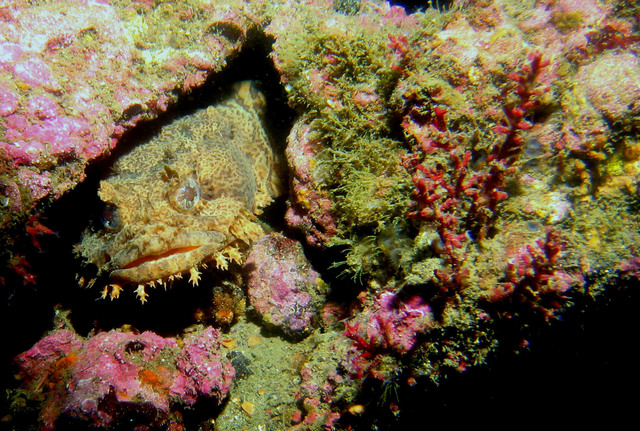 ../pictures/toad_fish5.jpg