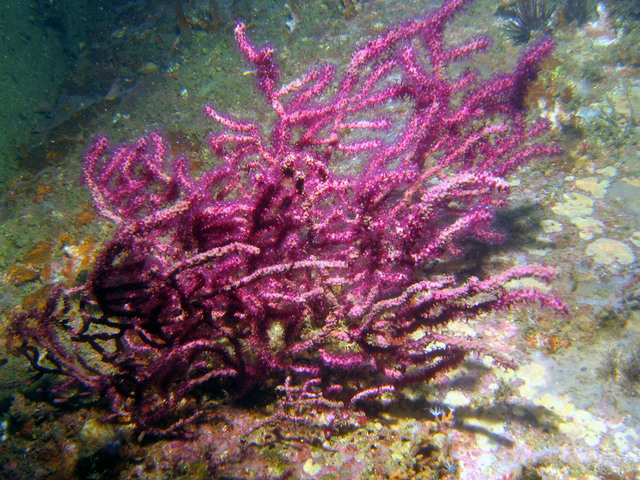 ../pictures/purple_soft_coral1.jpg