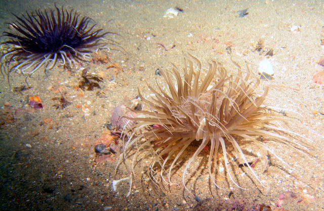 ../pictures/anemone1.jpg