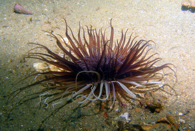 ../pictures/anemone2.jpg