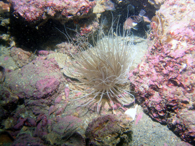 ../pictures/anemone3.jpg