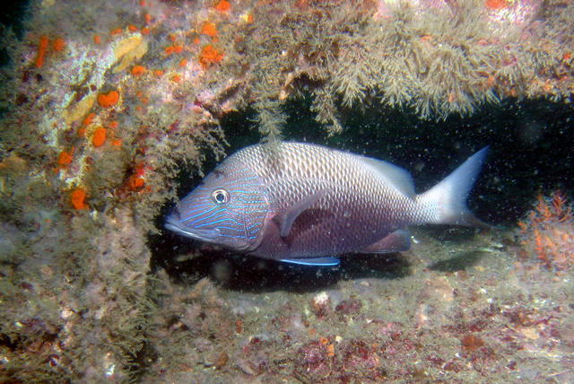 ../pictures/blue_fish2.jpg