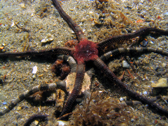 ../pictures/brittle_star4.jpg