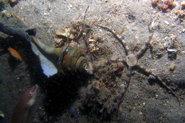 ../pictures/brittle_star6.jpg