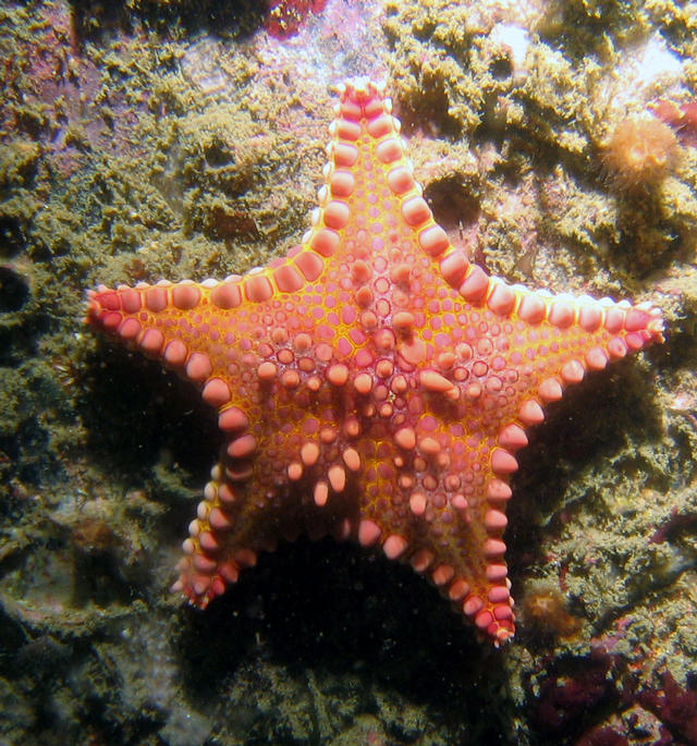 ../pictures/cookie_cutter_starfish1.jpg