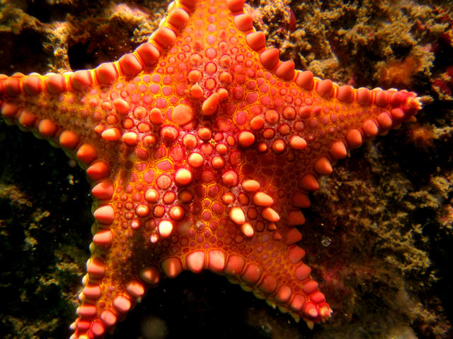 ../pictures/cookie_cutter_starfish11.jpg