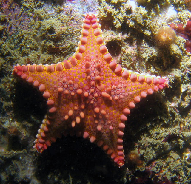 ../pictures/cookie_cutter_starfish2.jpg