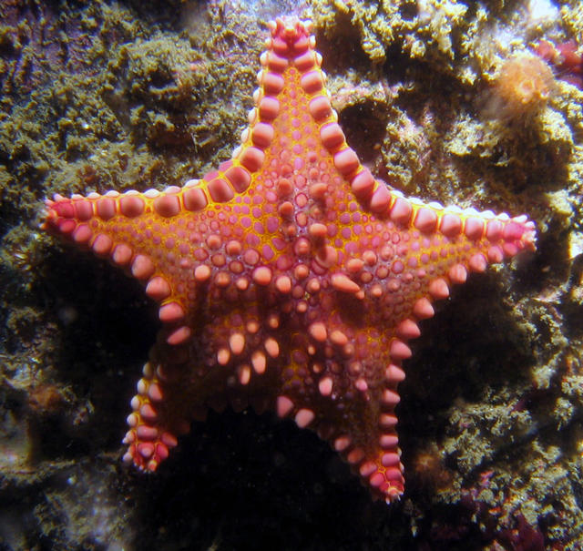 ../pictures/cookie_cutter_starfish5.jpg