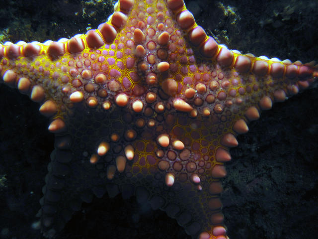 ../pictures/cookie_cutter_starfish7.jpg