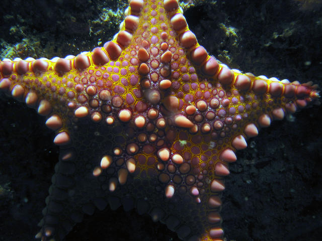 ../pictures/cookie_cutter_starfish8.jpg