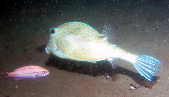 ../pictures/cow_fish2.jpg