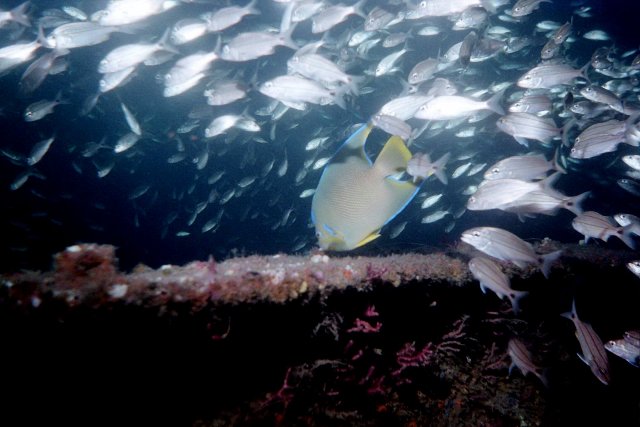../pictures/queen_angel_fish4.jpg
