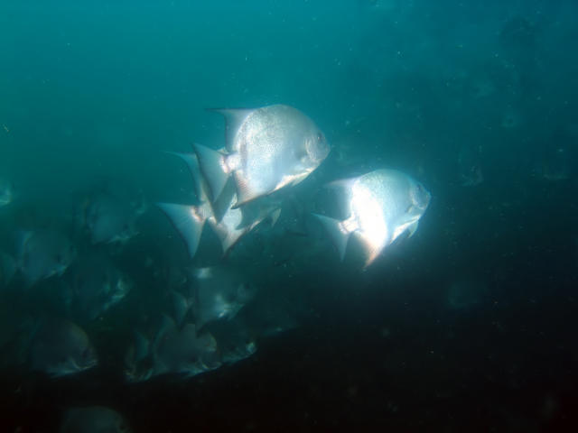 ../pictures/atlantic_spade_fish1.jpg