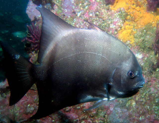 ../pictures/atlantic_spade_fish10.jpg