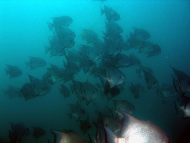 ../pictures/atlantic_spade_fish3.jpg