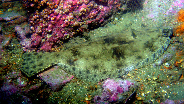 ../pictures/flounder.jpg